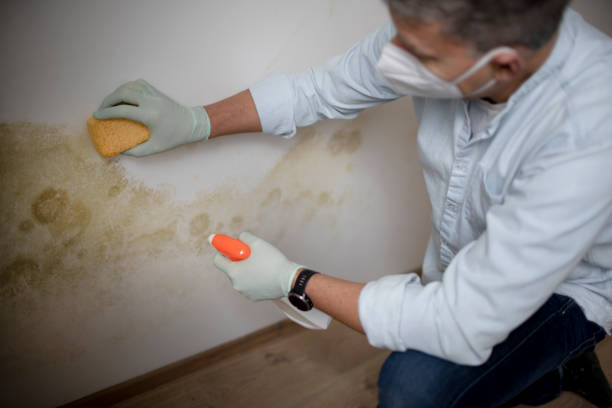 Best White Mold Remediation in Lenape Heights, PA