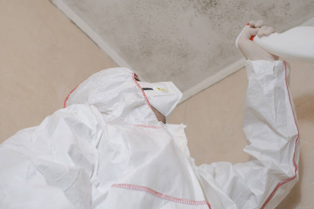 Best Post-Flood Mold Remediation in Lenape Heights, PA