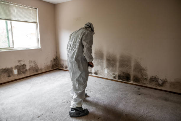 Best Black Mold Remediation in Lenape Heights, PA